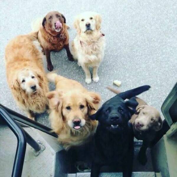 UPS Drivers Meet The Cutest Dogs