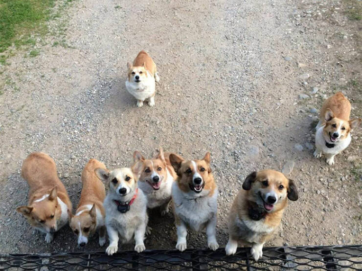 UPS Drivers Meet The Cutest Dogs