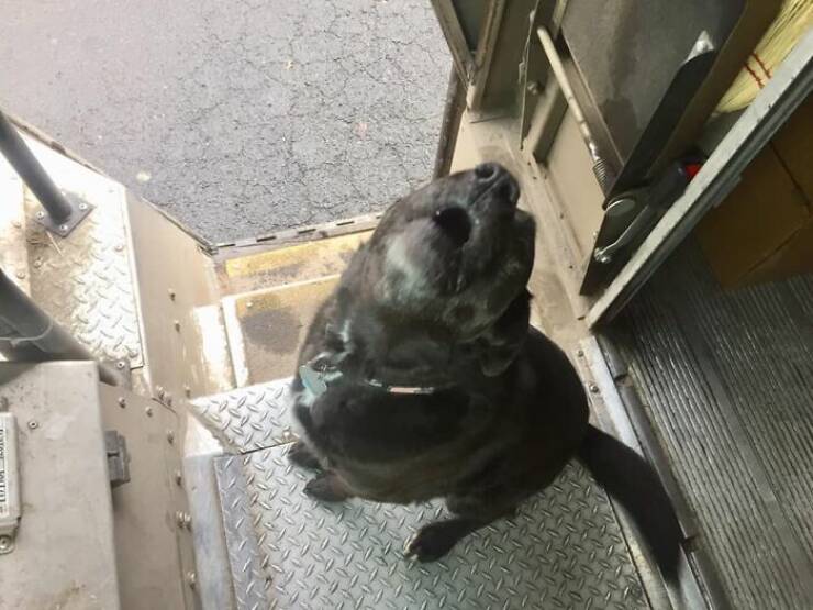 UPS Drivers Meet The Cutest Dogs