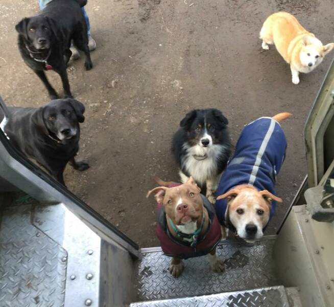 UPS Drivers Meet The Cutest Dogs