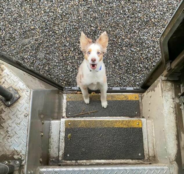 UPS Drivers Meet The Cutest Dogs