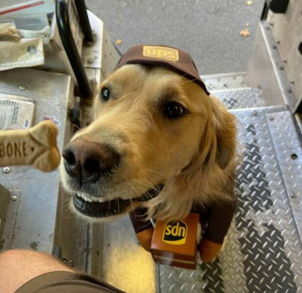 UPS Drivers Meet The Cutest Dogs