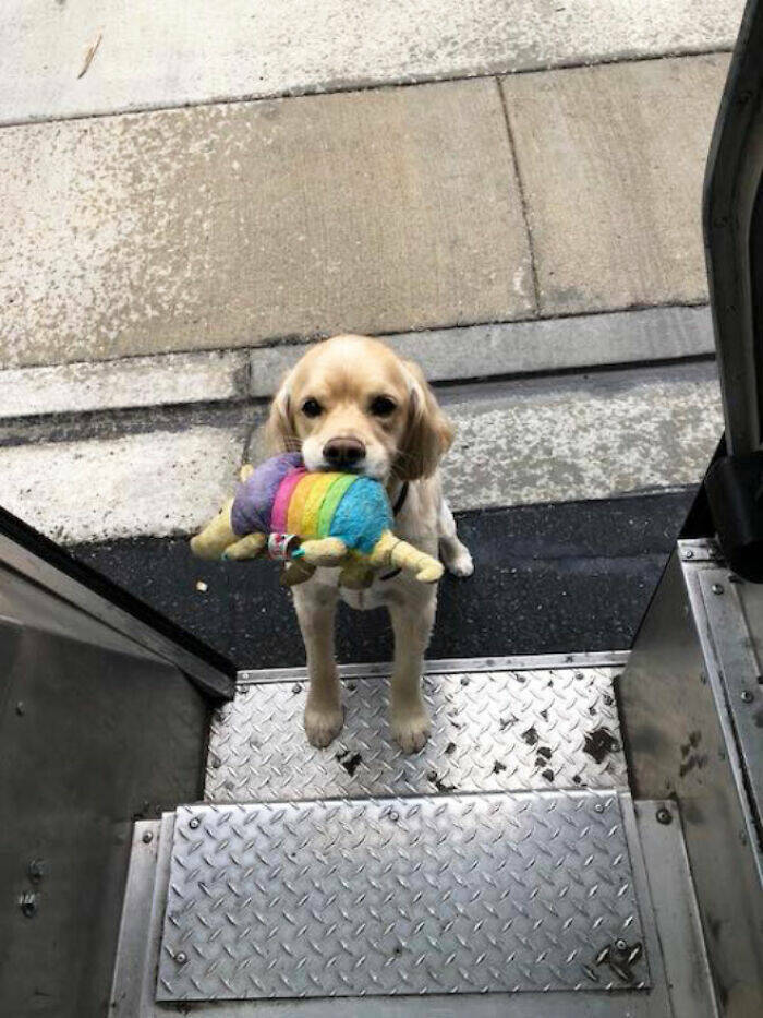 UPS Drivers Meet The Cutest Dogs