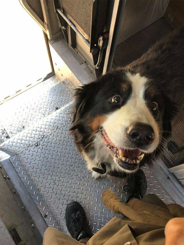 UPS Drivers Meet The Cutest Dogs