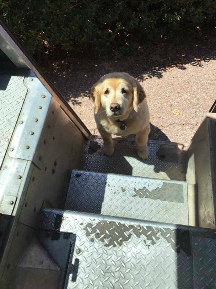 UPS Drivers Meet The Cutest Dogs