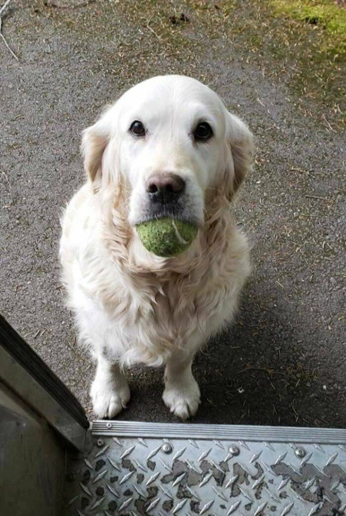 UPS Drivers Meet The Cutest Dogs