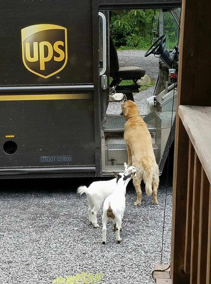 UPS Drivers Meet The Cutest Dogs