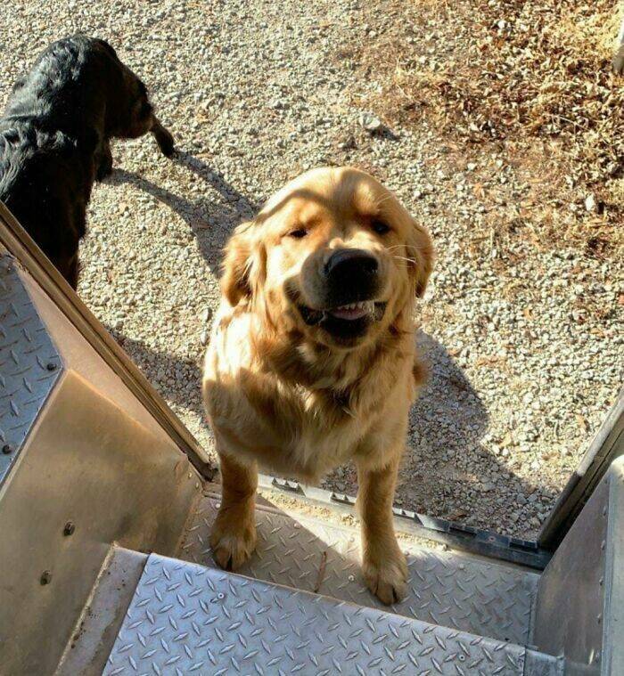 UPS Drivers Meet The Cutest Dogs