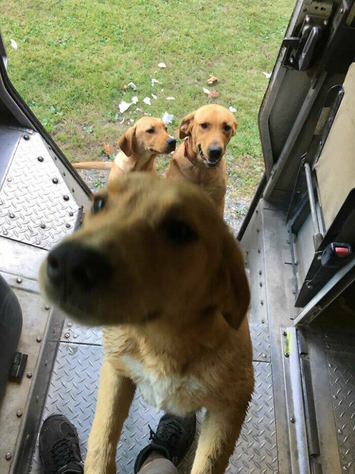 UPS Drivers Meet The Cutest Dogs