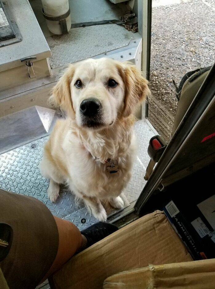 UPS Drivers Meet The Cutest Dogs