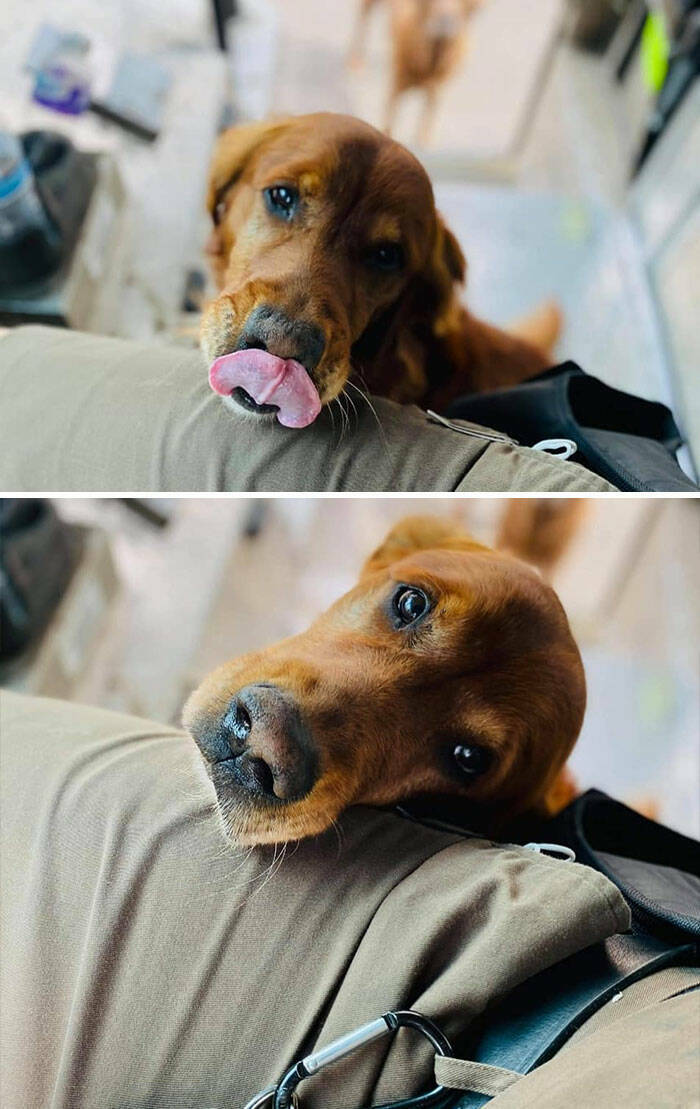 UPS Drivers Meet The Cutest Dogs