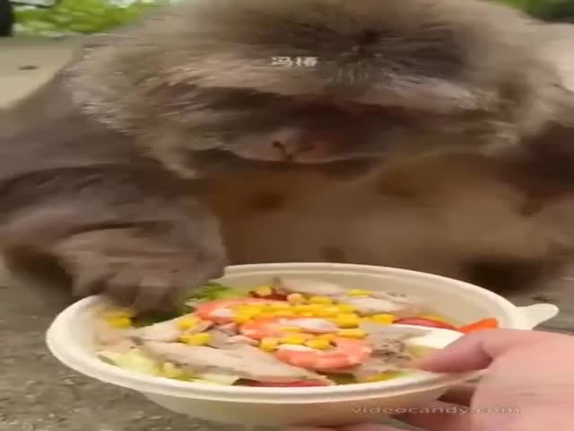 They Tried To Put The Monkey On A Proper Diet, But She Didn’t Like The Idea