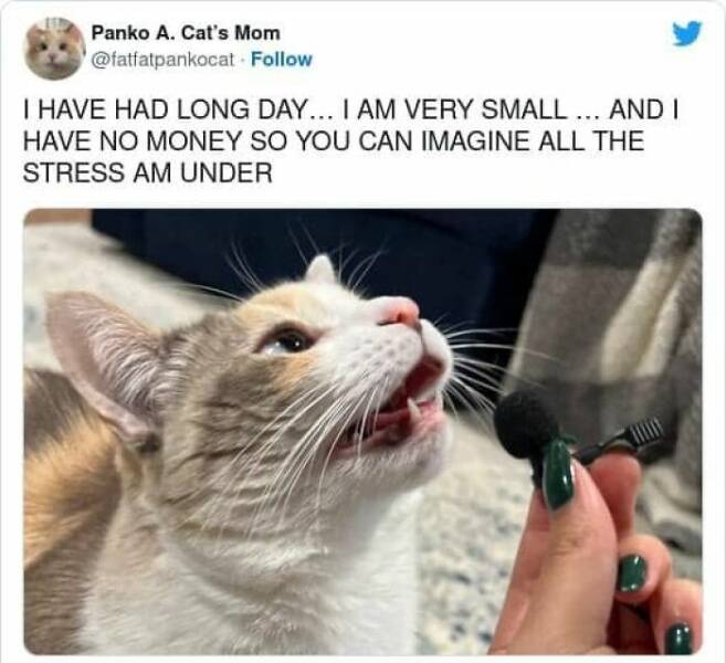 Cute Cat Memes To Lift Your Spirits