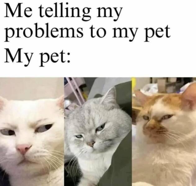 Cute Cat Memes To Lift Your Spirits