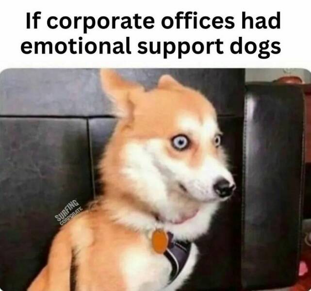 Relatable Office Memes For Every Workday Warrior