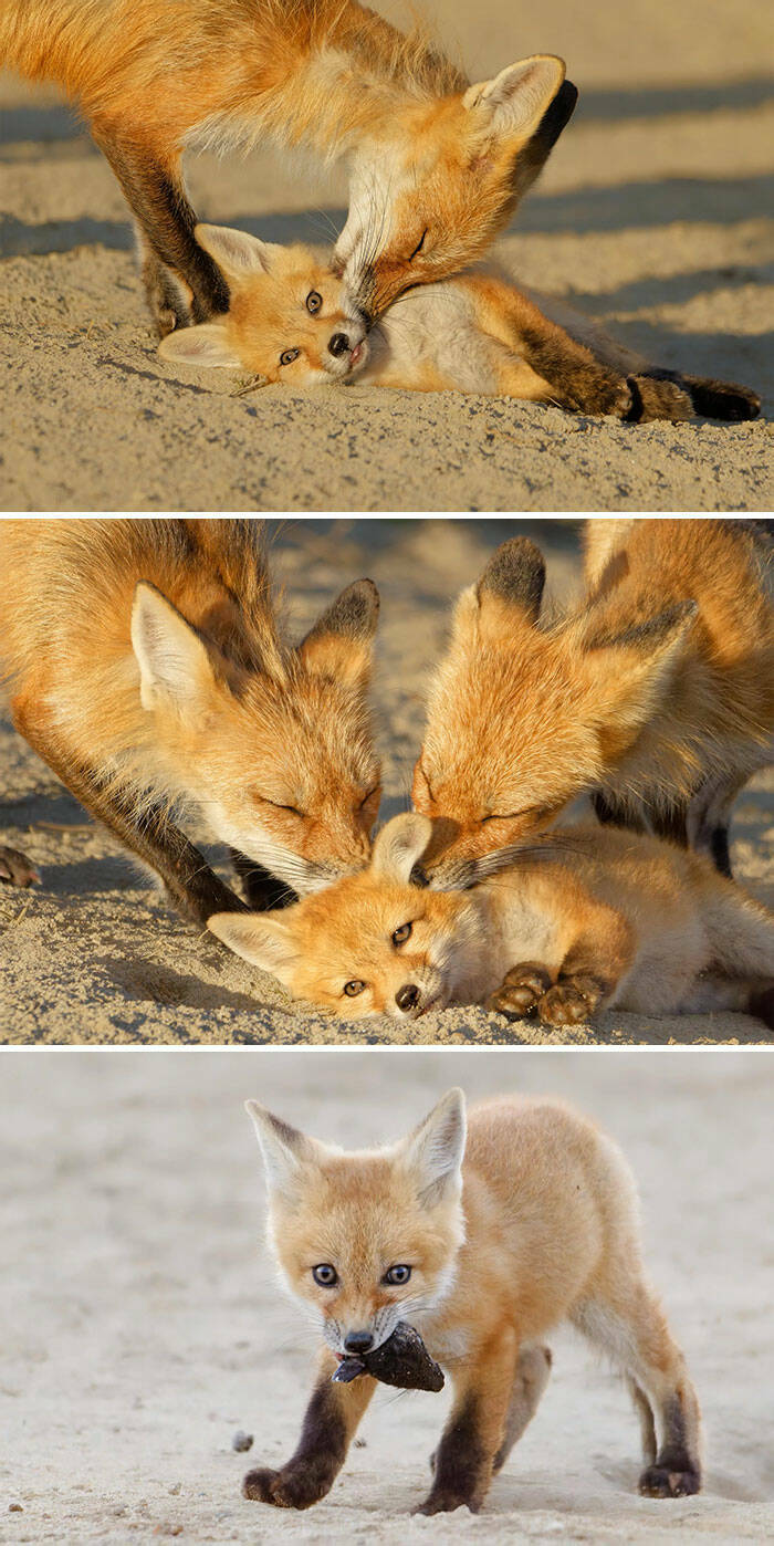 Heartwarming Animal Photos To Brighten Your Day