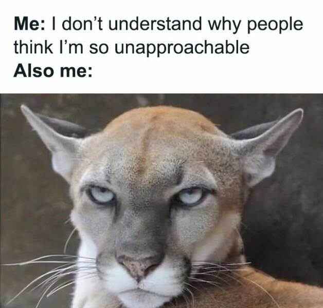 Hilariously Grumpy Animal Memes To Brighten Your Day