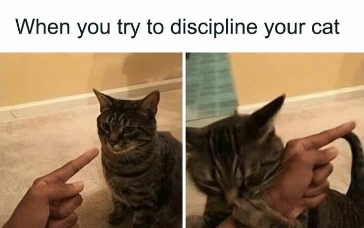 Hilariously Grumpy Animal Memes To Brighten Your Day