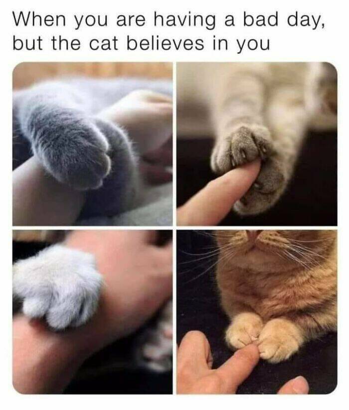 Hilariously Grumpy Animal Memes To Brighten Your Day