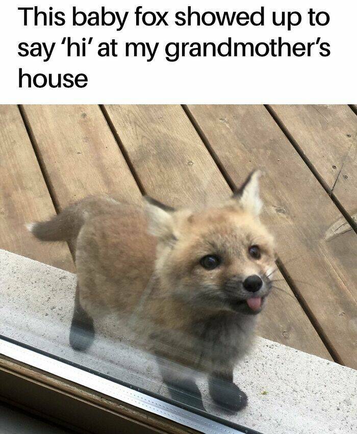 Hilariously Grumpy Animal Memes To Brighten Your Day