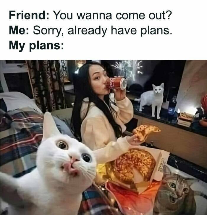 Hilariously Grumpy Animal Memes To Brighten Your Day
