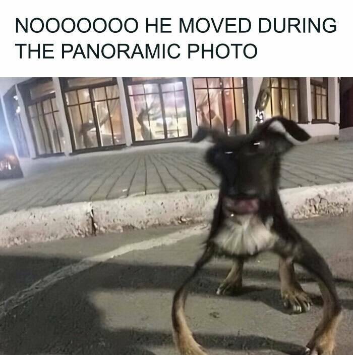 Hilariously Grumpy Animal Memes To Brighten Your Day