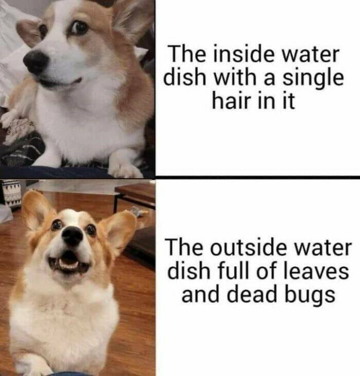 Hilariously Grumpy Animal Memes To Brighten Your Day