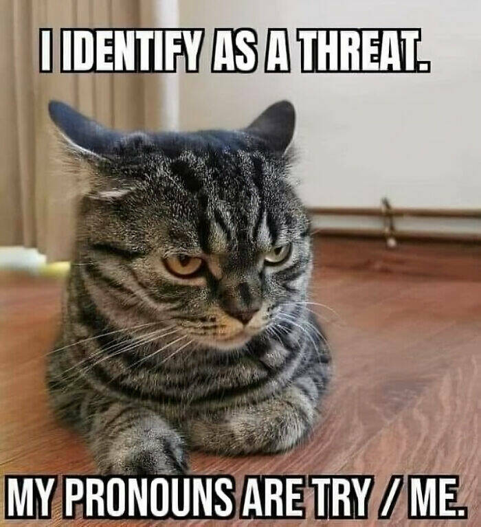Hilariously Grumpy Animal Memes To Brighten Your Day