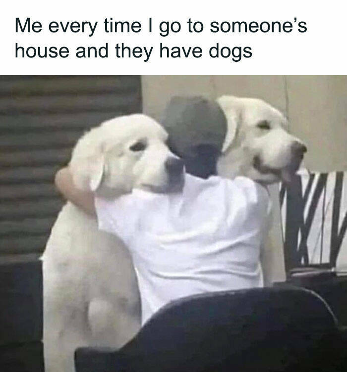 Feel-Good Dog Memes To Brighten Your Day