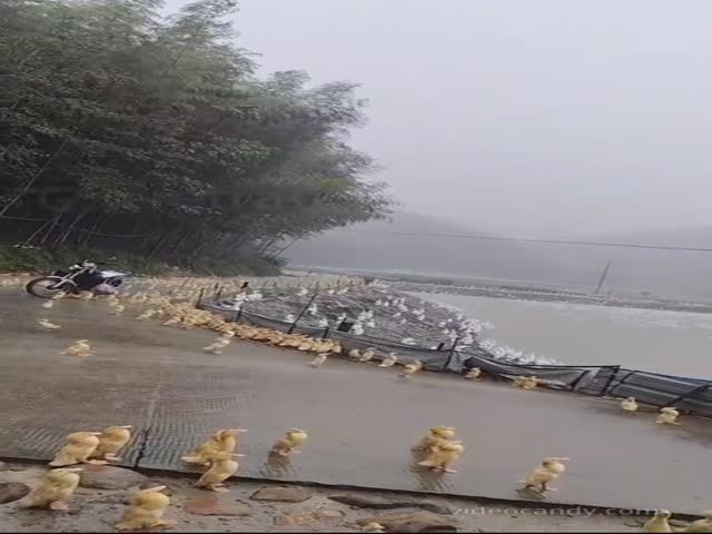Ducks See Heavy Rainfall For The First Time In Chinas Fujian Province