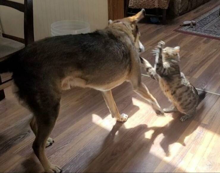 Adorable Cat Pics And Memes To Brighten Your Day