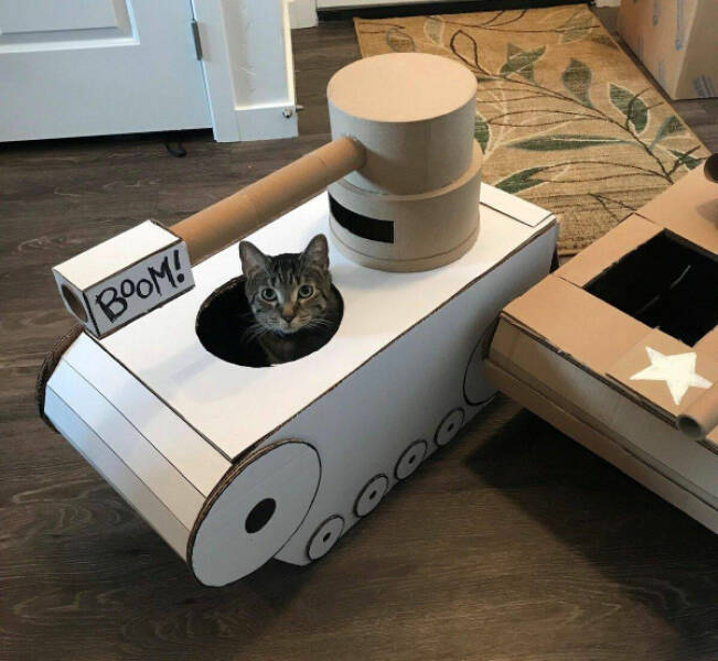 Adorable Cat Pics And Memes To Brighten Your Day