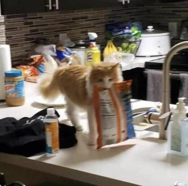 Adorable Cat Pics And Memes To Brighten Your Day
