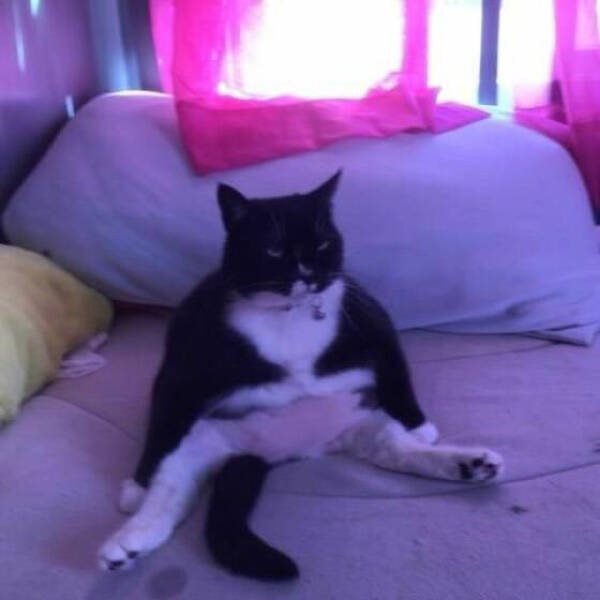 Adorable Cat Pics And Memes To Brighten Your Day