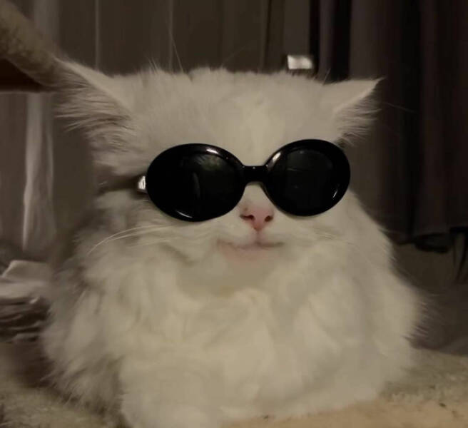 Adorable Cat Pics And Memes To Brighten Your Day