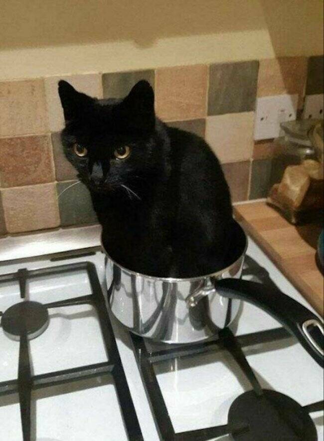Adorable Cat Pics And Memes To Brighten Your Day