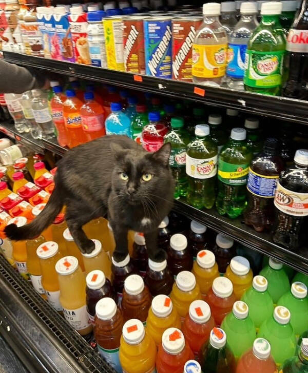 Adorable Cat Pics And Memes To Brighten Your Day
