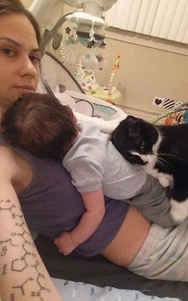 Adorable Cat Pics And Memes To Brighten Your Day