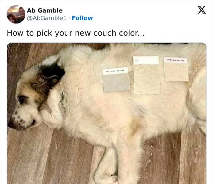 Cat And Dog Tweets Guaranteed To Lift Your Spirits