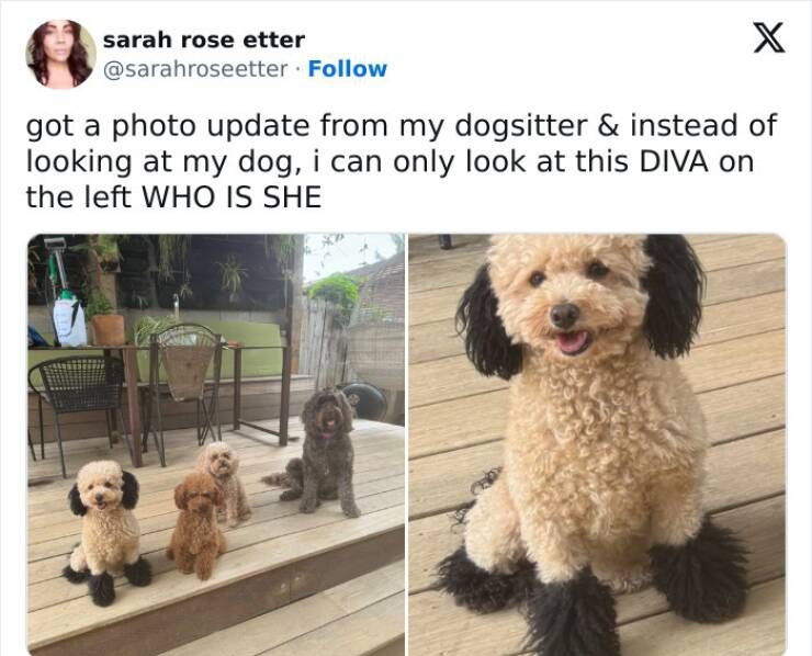 Cat And Dog Tweets Guaranteed To Lift Your Spirits