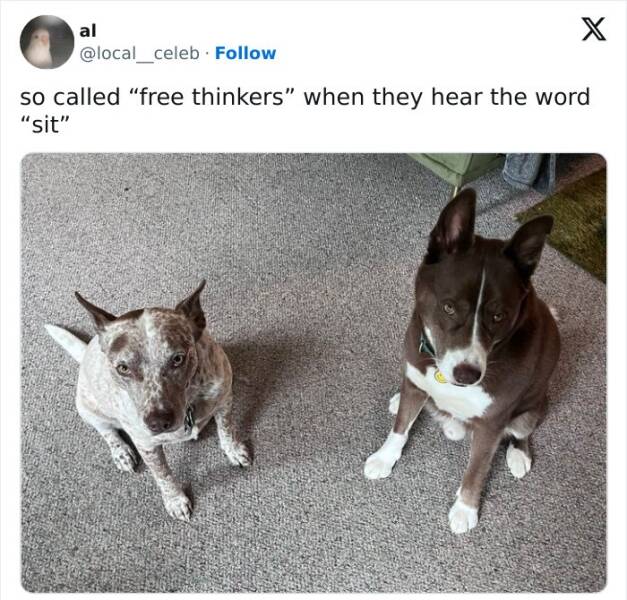 Cat And Dog Tweets Guaranteed To Lift Your Spirits