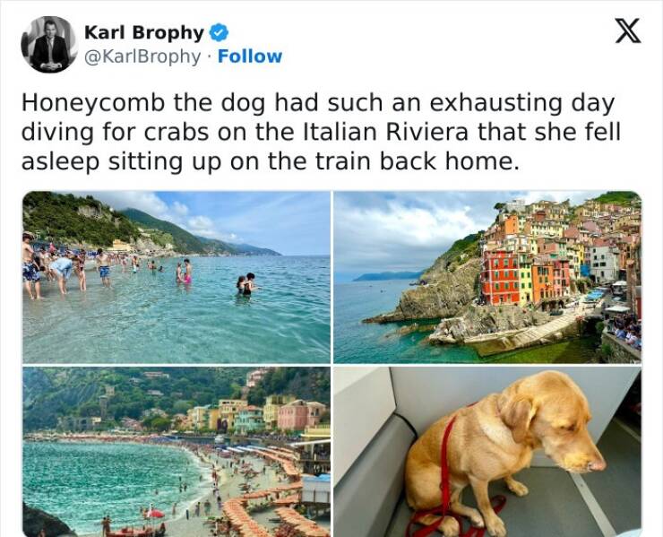 Cat And Dog Tweets Guaranteed To Lift Your Spirits