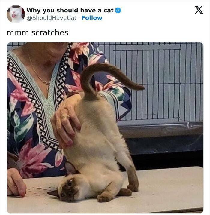 Cat And Dog Tweets Guaranteed To Lift Your Spirits