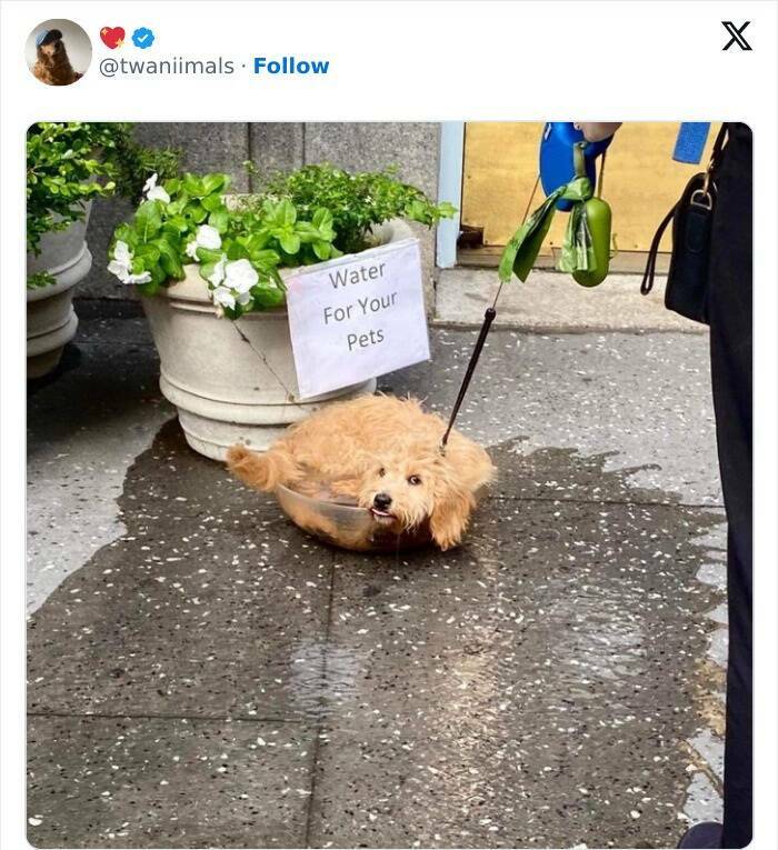 Cat And Dog Tweets Guaranteed To Lift Your Spirits