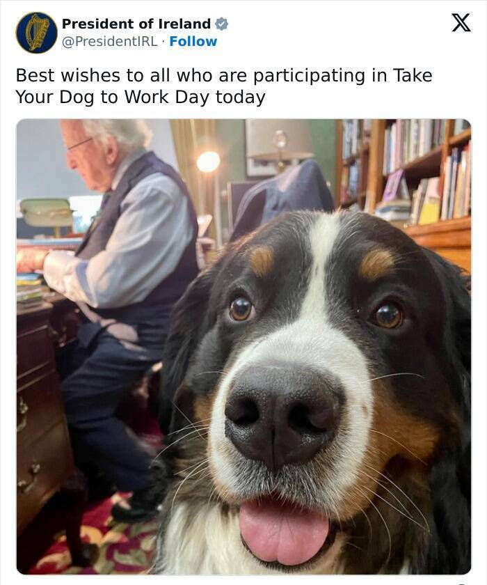 Cat And Dog Tweets Guaranteed To Lift Your Spirits