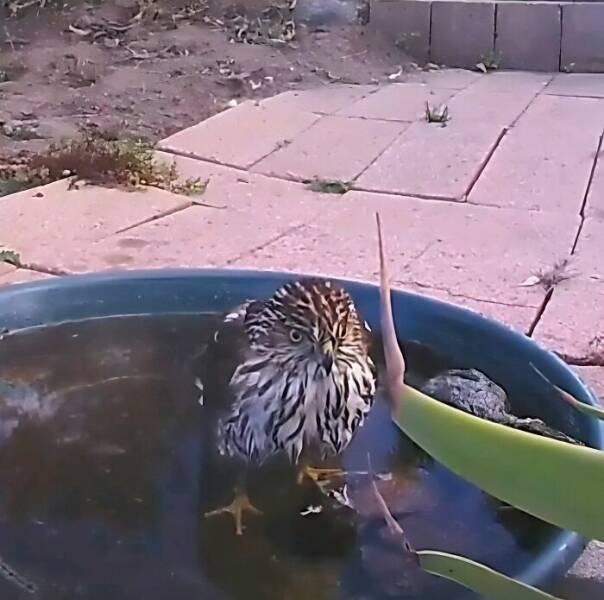 Hidden Camera Captures Wildlife At Backyard Fountain