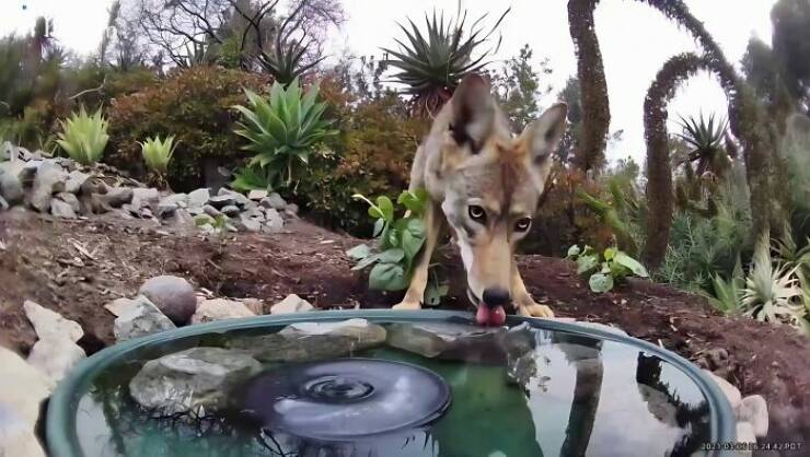 Hidden Camera Captures Wildlife At Backyard Fountain