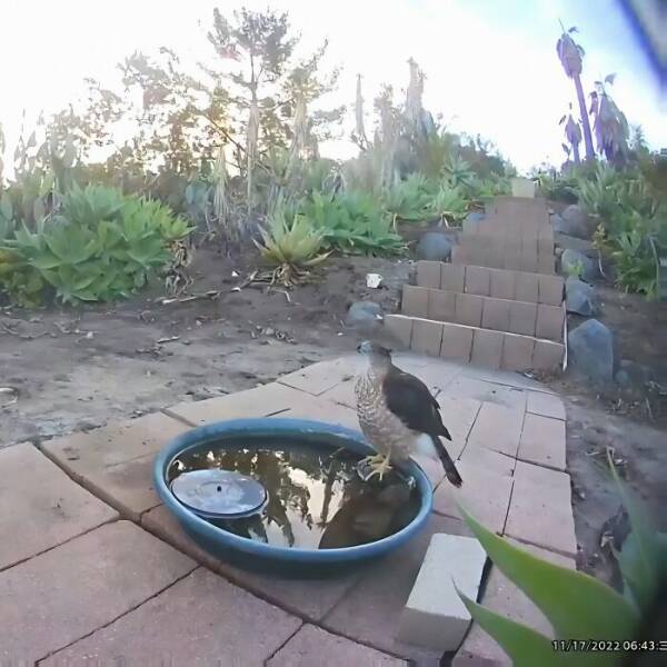 Hidden Camera Captures Wildlife At Backyard Fountain