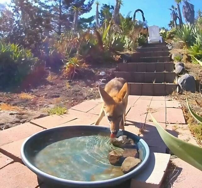 Hidden Camera Captures Wildlife At Backyard Fountain