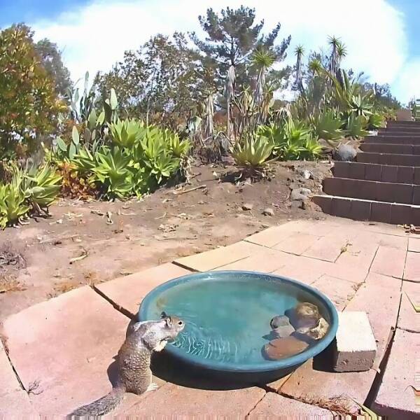 Hidden Camera Captures Wildlife At Backyard Fountain